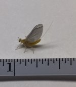 Allegheny River Sulphur Measured.jpg