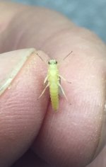 Allegheny River  Sulphur Belly.jpg
