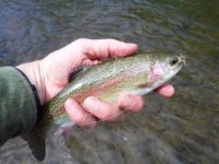 AR Trout RBW1.JPG