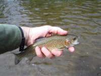 AR Trout RBW2.JPG