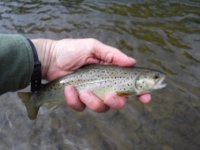 AR Trout BRN.JPG