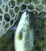 IMG_3010.jpg