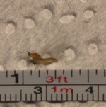 Small Sulphur Spinner Measured.jpg