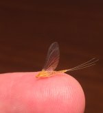Small Sulphur Spinner Profile.jpg