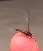 Brown Spinner profile.jpg