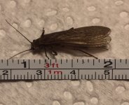 Stonefly Measured.jpg