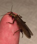 Stonefly Profile.jpg