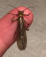 Stonefly Back.jpg