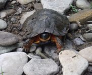 Kettle Turtle.jpg