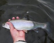 West Branch Chunky Bow.jpg
