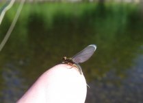 WC Little BWO streamside.jpg