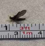 WC BWO Measured.jpg