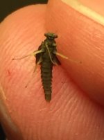 WC BWO Belly.jpg