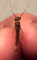 WC Rusty Spinner Belly.jpg