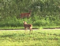 WC Doe Fawn.jpg