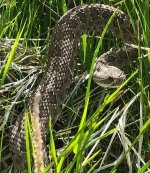 Snake in Grass MT 2021.jpg