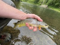 puntured wbd trout.jpg