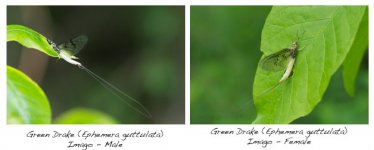 Coffinflies