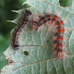 gypsy-moth.jpg