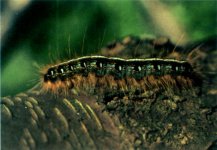 Eastern_tent_caterpillar_on_bark_-_single_-_USFS.jpg