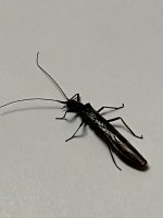 C90AB60D-3F42-4292-AFFE-76162A14CDBA.jpeg