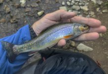 Brook Trout from Penns Creek PAi