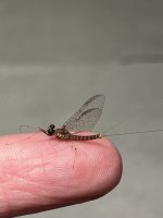 B24636A9-3A0E-41C1-A807-5FBF54AA2AA4.jpeg