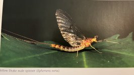 D086C78B-4CFB-4F6E-8DC6-61B17BE0C327.jpeg