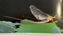 1F26421C-BB27-4AE0-ADD2-E11BD8D588C4.jpeg