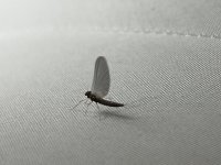 C9392D17-F62D-4C20-BA27-5395DAFCCA98.jpeg