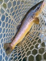 IMG_7123.jpeg