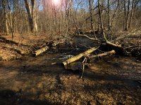 Brook Creek  in Somerset March 2023.jpg
