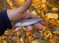 Wild Brookie Trout.jpg