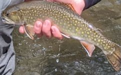 Dan's Penn's Brook.jpg