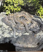 IMG_6833.jpeg