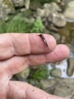 IMG_4597.jpeg