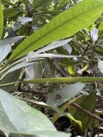 IMG_4594.jpeg
