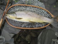 20 Inch Brown.JPG