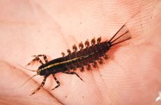 isonychia-nymph.jpeg