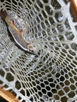 IMG_7854.jpeg