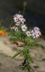 IMG_3074.jpeg