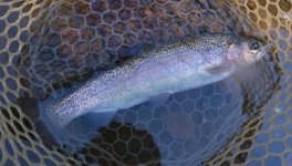 IMG_3075.jpeg