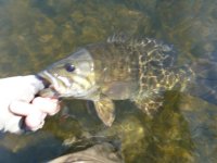 Smallmouth (13).JPG
