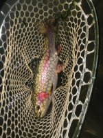 IMG_1164.jpeg
