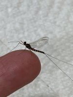 IMG_8934.jpeg