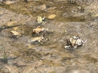 IMG_8963.jpeg