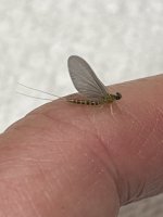 IMG_8996.jpeg
