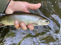 IMG_2679.jpeg