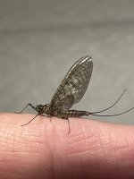 IMG_9079.jpeg