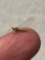 IMG_9117.jpeg